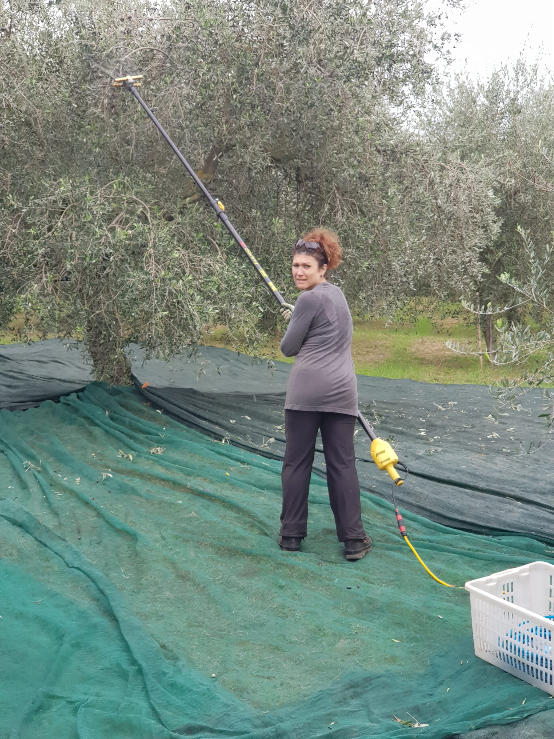 Raccolta olive da Margherita - stagione 2024 - raccolta adesioni 2