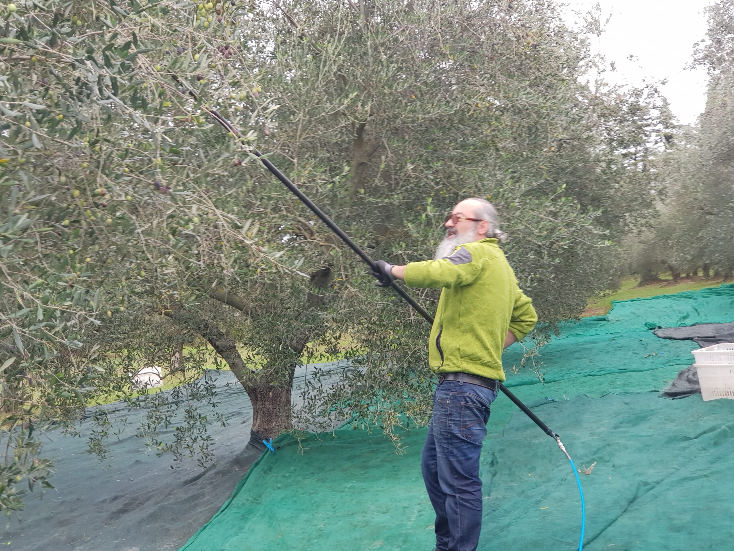Raccolta olive da Margherita - stagione 2024 - raccolta adesioni 8