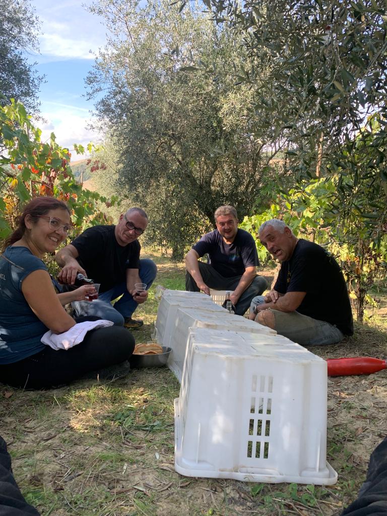 Raccolta olive da Margherita - stagione 2024 - raccolta adesioni 11