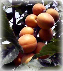FOto albicocche