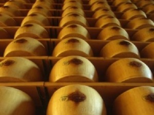 parmigiano