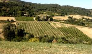 Podere Guaralda