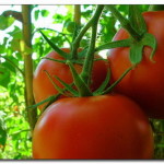 pomodori-rossi