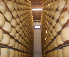 parmigiano